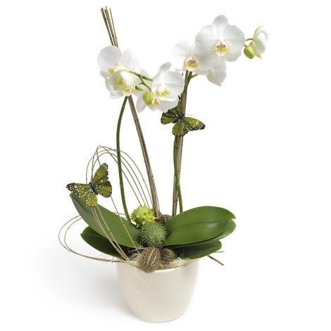 Send a white orchid plant in Trinidad tobago, they are premium quality guaranteed.