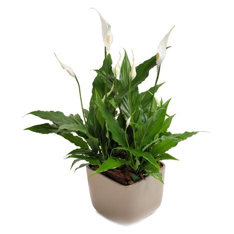 Spatiphilium plant arranged in a good quality pot delivery by our gifting experts in Trinidad Tobago.