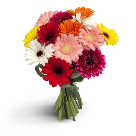 Colorfull Gerberas
